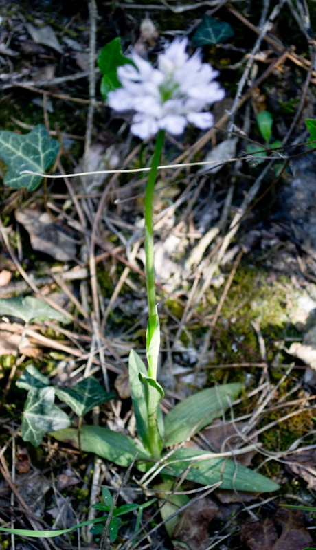 Neotinea tridentata